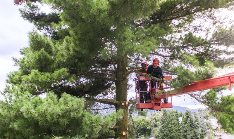 Tree Straightening Service