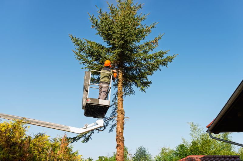 Tree Straightening Service