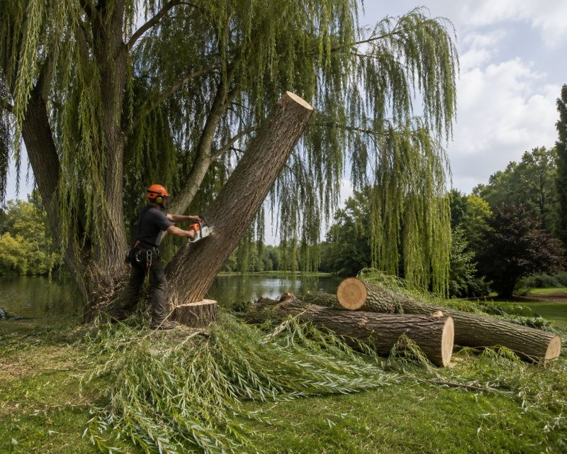 Apple Tree Removal in Montgomery County, PA