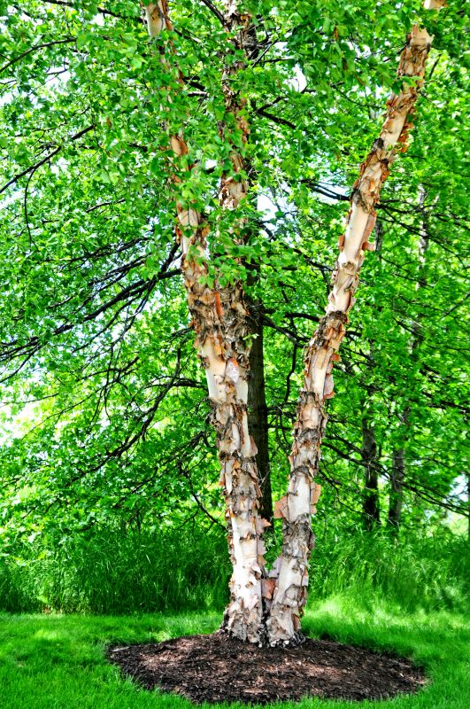 Birch Tree Pruning in San Jose, CA