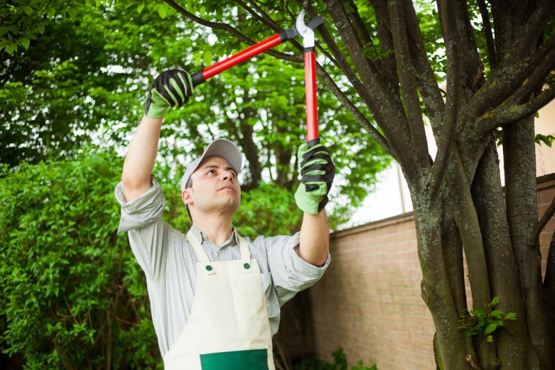 Tree Straightening Service