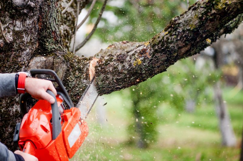 Cypress Tree Removal in Doylestown, PA