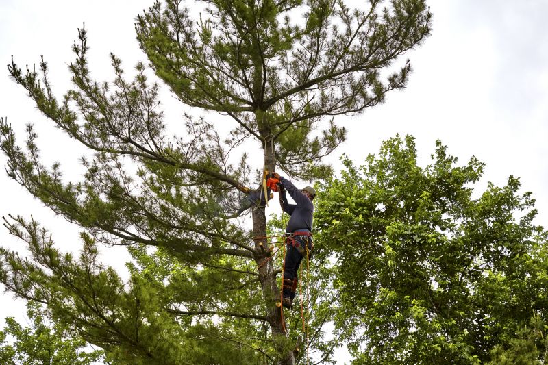 Cypress Tree Removal in Montgomery County, PA