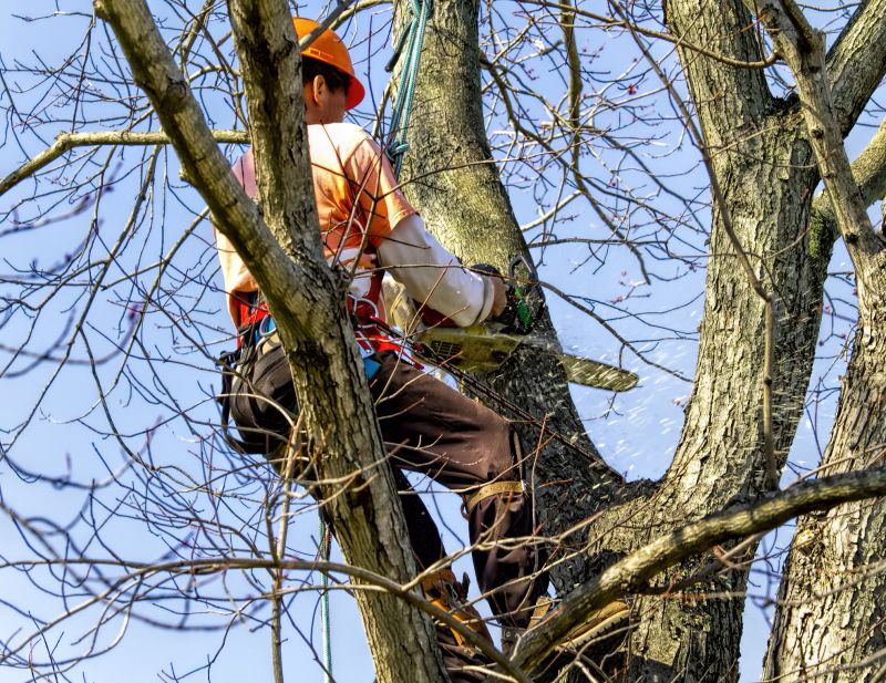 Tree Straightening Service detail
