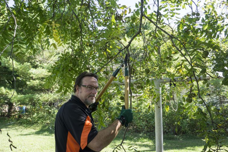 Limb Pruning in Reno, NV