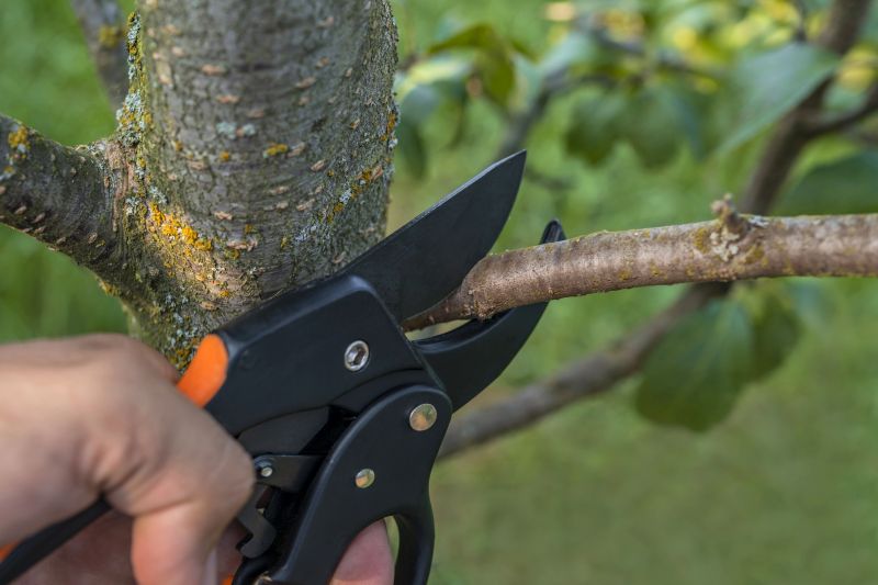 Mimosa Tree Removal in Bucks County, PA