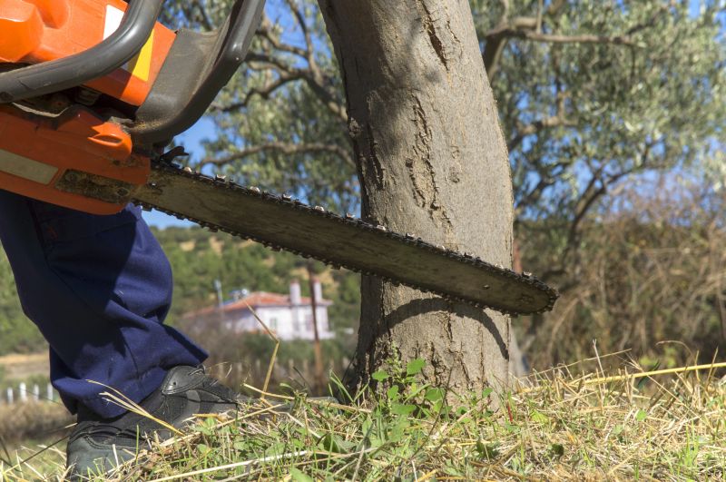 Mimosa Tree Removal in Bucks County, PA