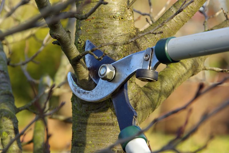 Oak Tree Pruning in Reno, NV