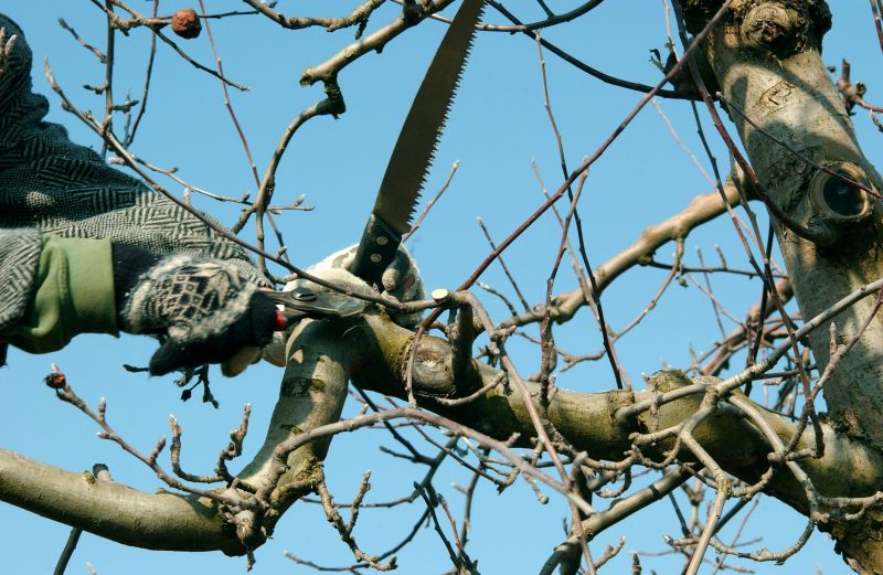 Orchard Tree Pruning in Pottstown, PA
