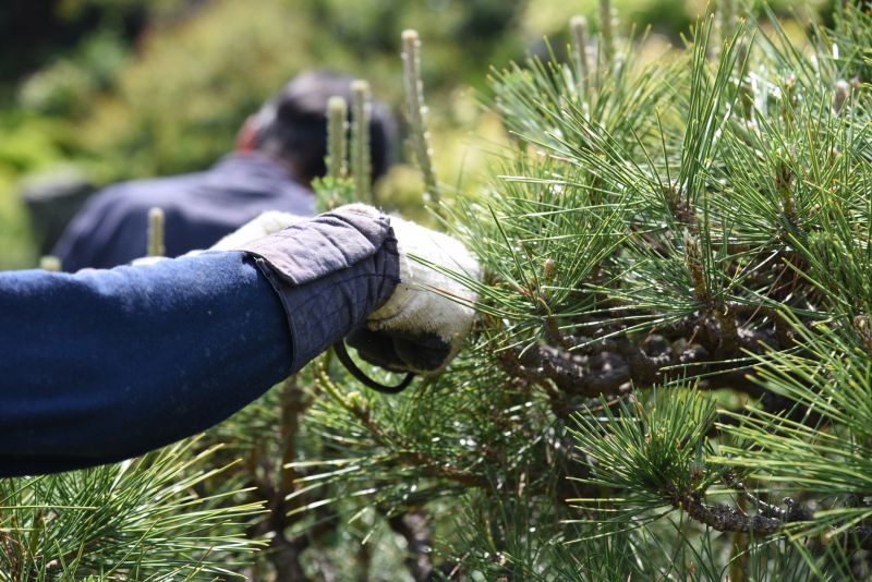 Peach Tree Pruning in Reno, NV