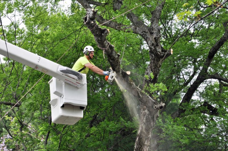 Spruce Tree Removal in Allentown, PA
