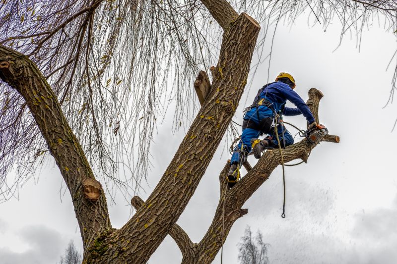 Tree Maintenance Service in Pottstown, PA
