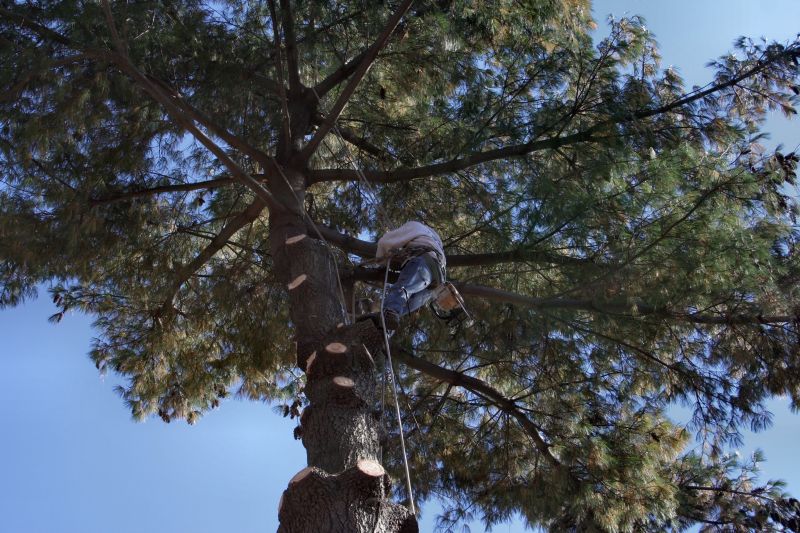 Tree Trimming Service in Reno, NV